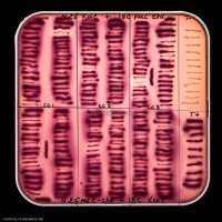 Culture Cellulaire_H7713