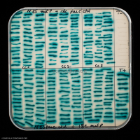 Culture Cellulaire_H7712