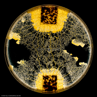 Le Blob_Myxomycète_H8060