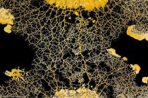 Le Blob_Myxomycète_H8063