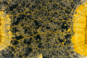 Le Blob_Myxomycète_H8069
