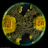 Le Blob_Myxomycète_H8086