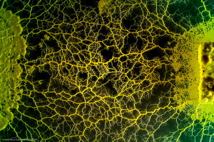 Le Blob_Myxomycète_H8083