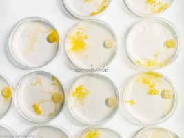 Physarum polycephalum_L4401