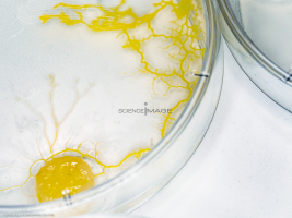 Physarum polycephalum_L4416