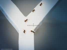 Fourmis-prise de décision collective_L4571