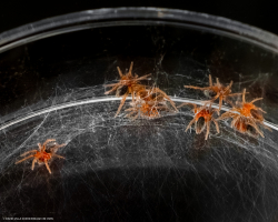 Araignées juvéniles_L4874