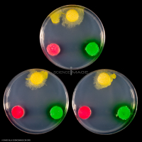 Physarum Polycephalum - le blob_H8786