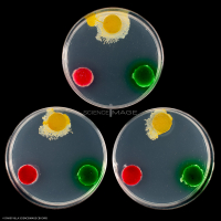 Physarum Polycephalum - le blob_H8782