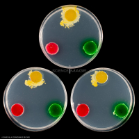 Physarum Polycephalum - le blob_H8779