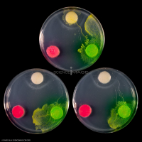 Physarum Polycephalum - le blob_H8796