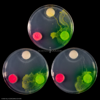 Physarum Polycephalum - le blob_H8798