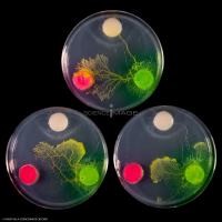 Physarum Polycephalum - le blob_H8810