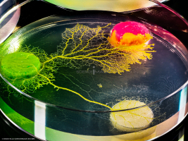 Physarum Polycephalum - le blob_L2_2756