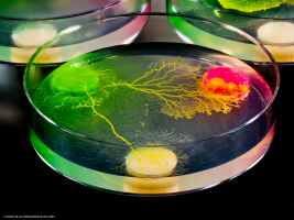 Physarum Polycephalum - le blob_L2_2803