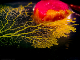 Physarum Polycephalum - le blob_L2_2709