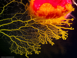 Physarum Polycephalum - le blob_L2_2814