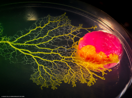 Physarum Polycephalum - le blob_L2_2825