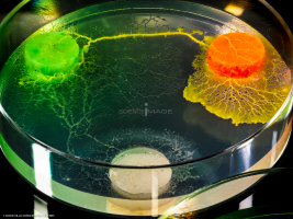 Physarum Polycephalum - le blob_L2_2891