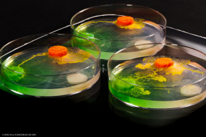 Physarum Polycephalum - le blob_L2_3000