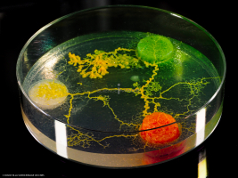 Physarum Polycephalum - le blob_L2_3066