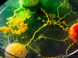 Physarum Polycephalum - le blob_L2_3143