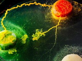 Physarum Polycephalum - le blob_L2_3154