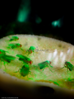 Voyeuristic flies-L2_0071