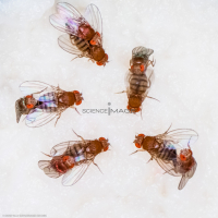Voyeuristic flies-L2_1181