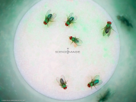 Voyeuristic flies-L2_0073