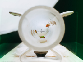 Voyeuristic flies-L2_1730