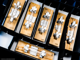 Voyeuristic flies-L2_1578