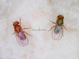 Voyeuristic flies-L2_0692