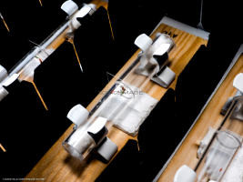 Voyeuristic flies-L2_1587