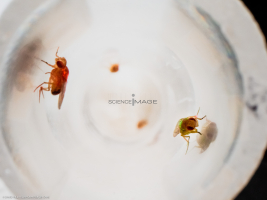Voyeuristic flies-L2_1674