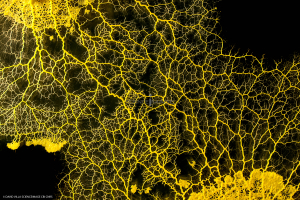 Le Blob_Myxomycète_H8072