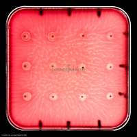 Culture Cellulaire_G2676