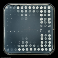 Culture Cellulaire_G2886
