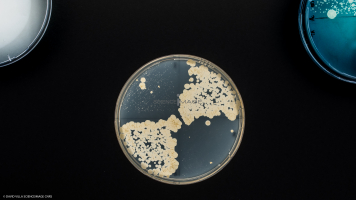 Culture Cellulaire_H2961