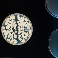 Culture Cellulaire_H3036