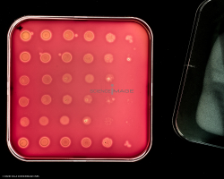 Culture Cellulaire_H3084