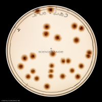 Culture Cellulaire_H3166