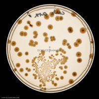 Culture Cellulaire_H3173