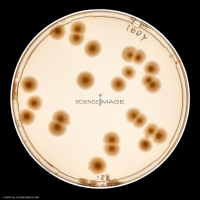 Culture Cellulaire_H3211