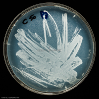 Culture Cellulaire_H3513