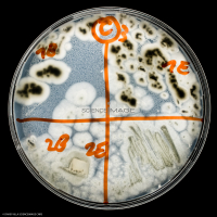 Culture Cellulaire_H3516