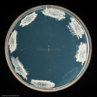 Culture Cellulaire_H3686