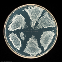 Culture Cellulaire_H3944