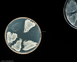 Culture Cellulaire_H3946-2