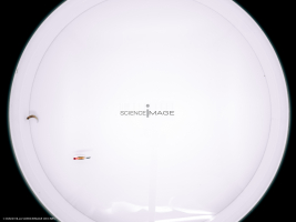Poissons-Mécanismes comportementaux_Robotique-L4_8322
